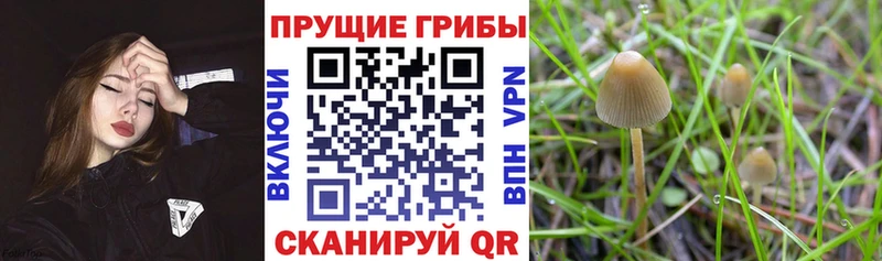 купить наркотики сайты  Муравленко  блэк спрут   Псилоцибиновые грибы MAGIC MUSHROOMS 